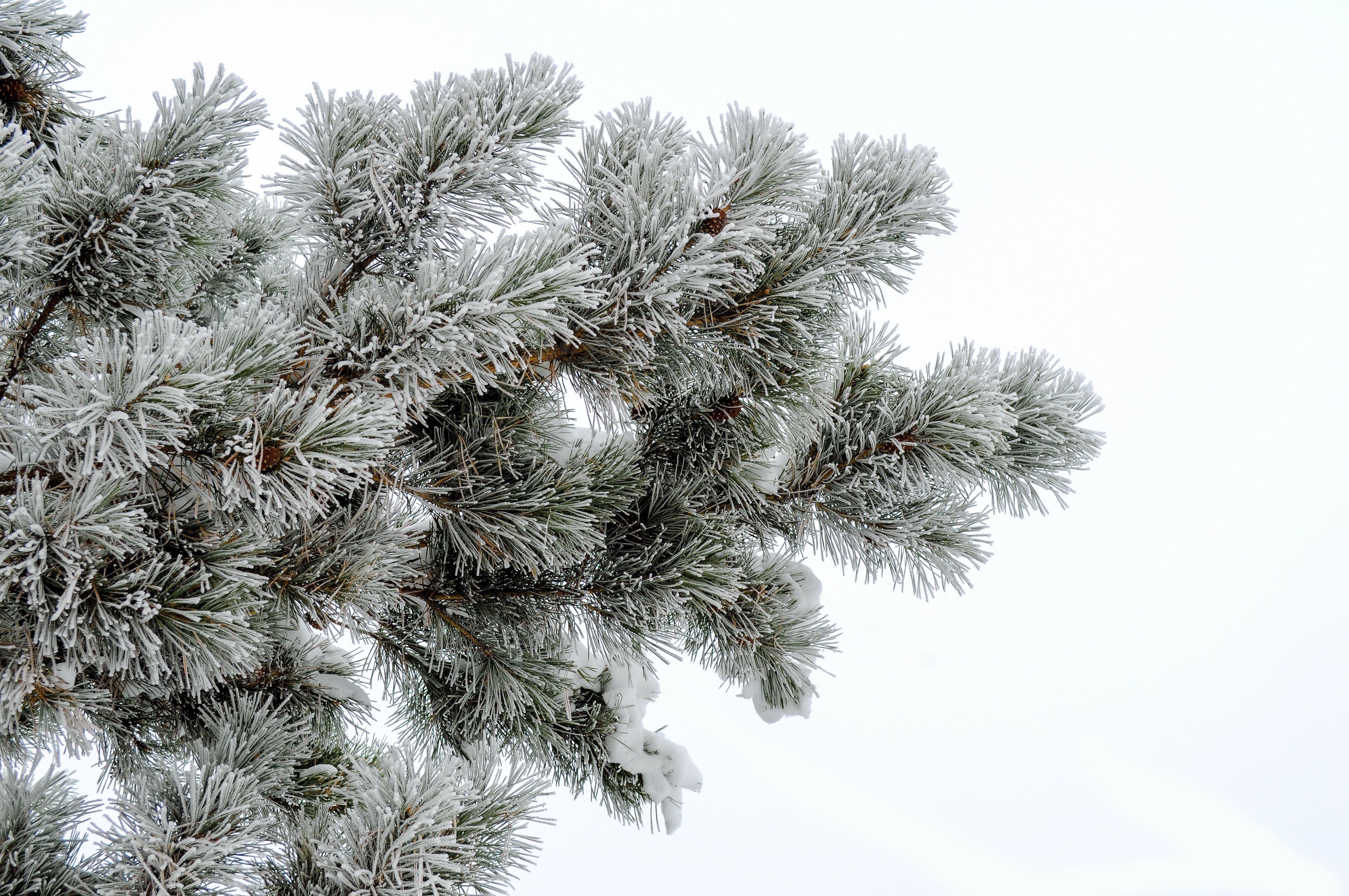 Wallpapers winter woody plant free images on the desktop