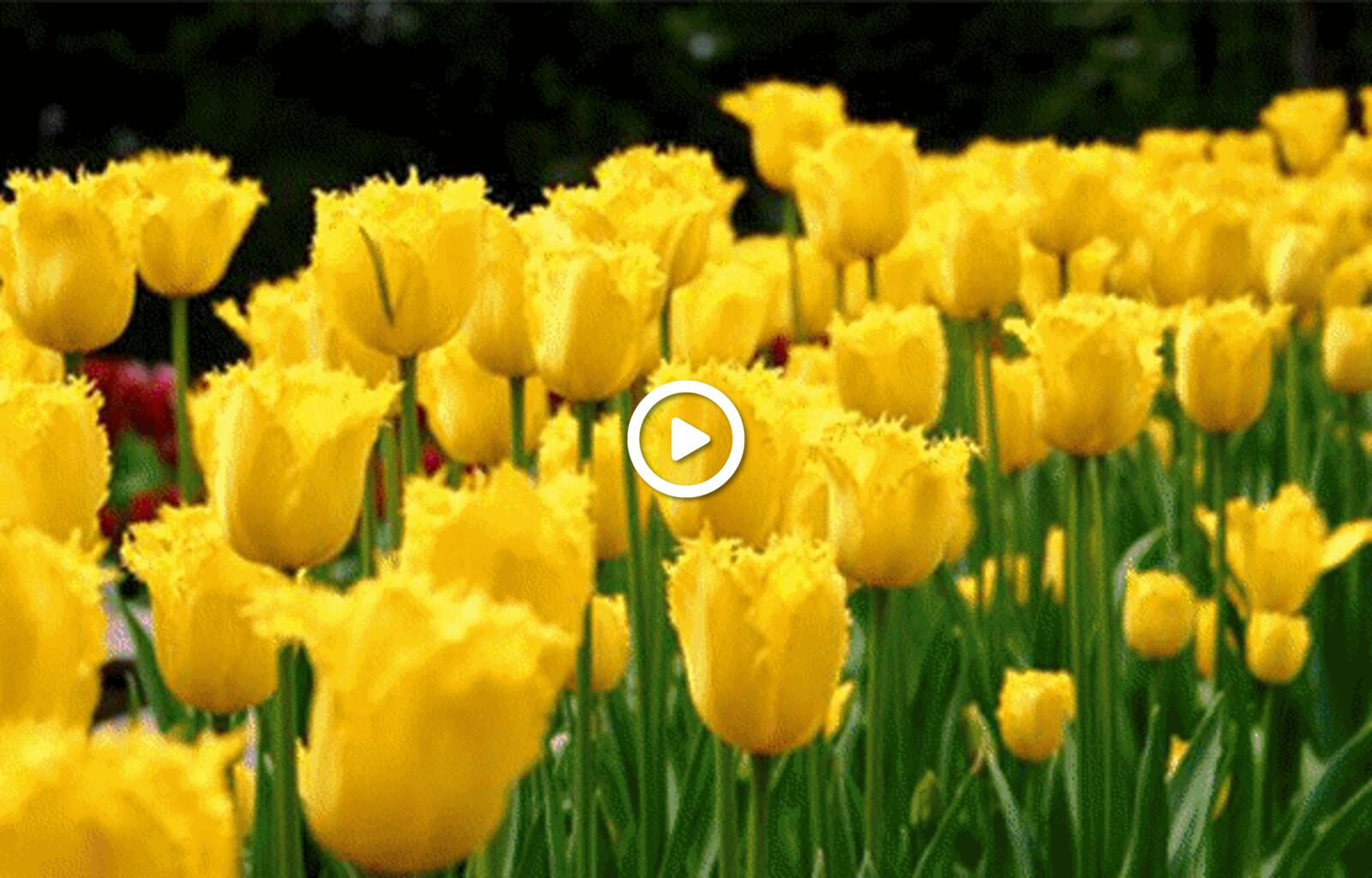 A postcard on the subject of tulips hello yellow flowers for free