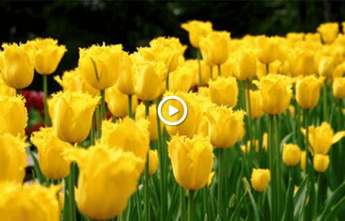 tulips hello yellow flowers