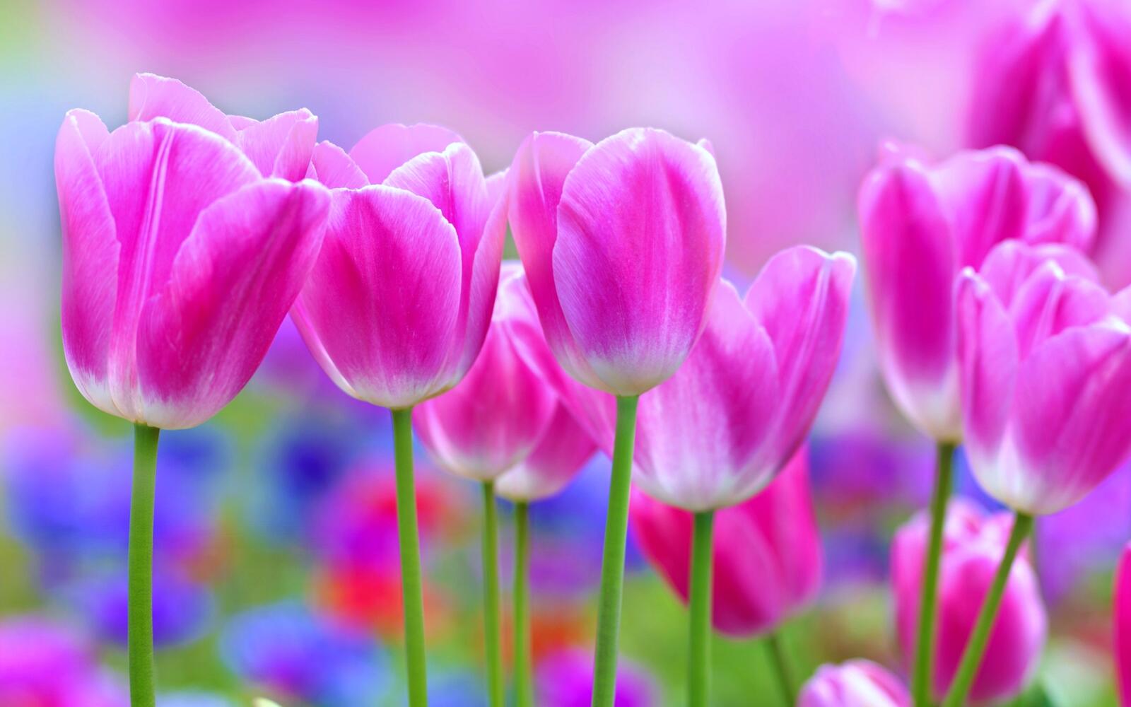 Wallpapers wallpaper pink tulips close flowers on the desktop