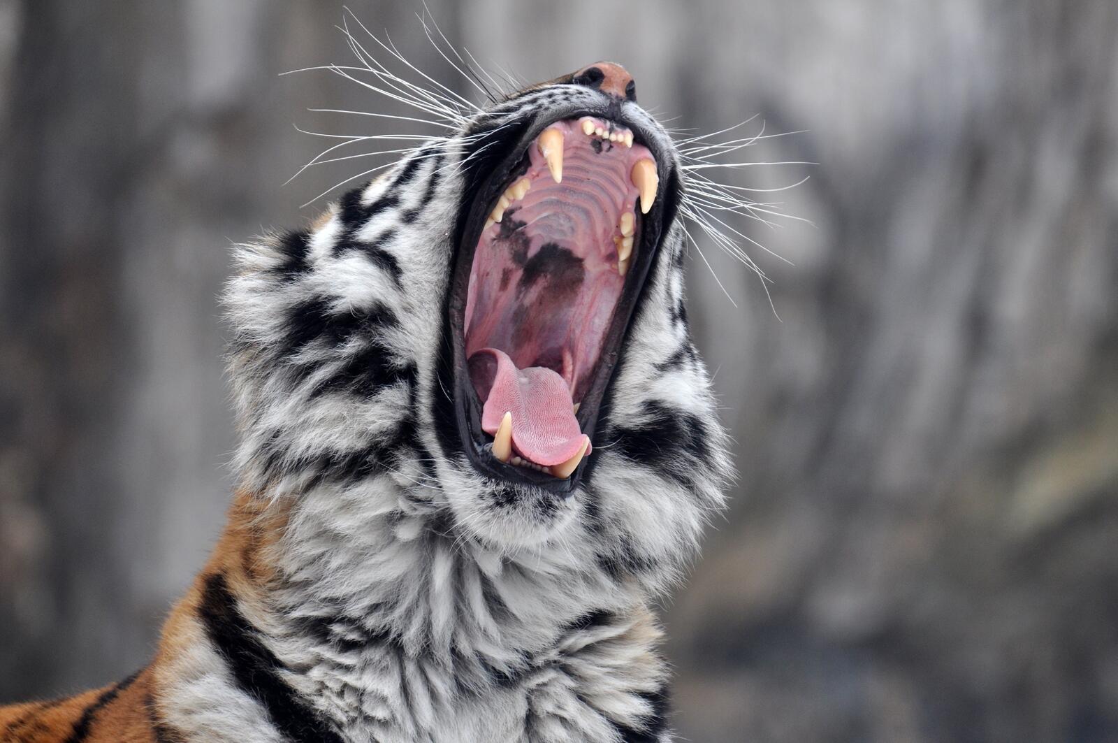 Wallpapers wallpaper tiger yawn teeth on the desktop