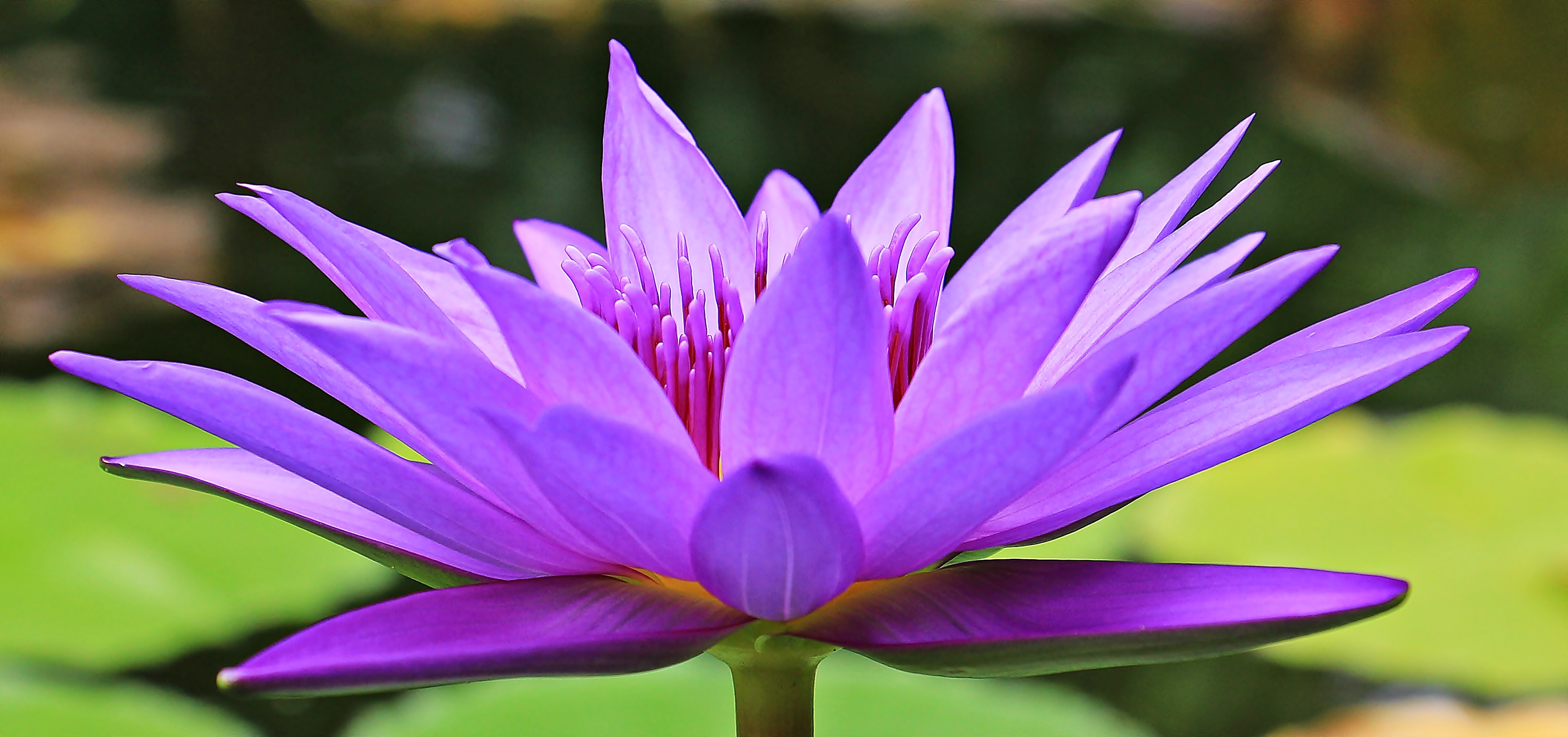 Photo free purple blossom, blue, greeting card