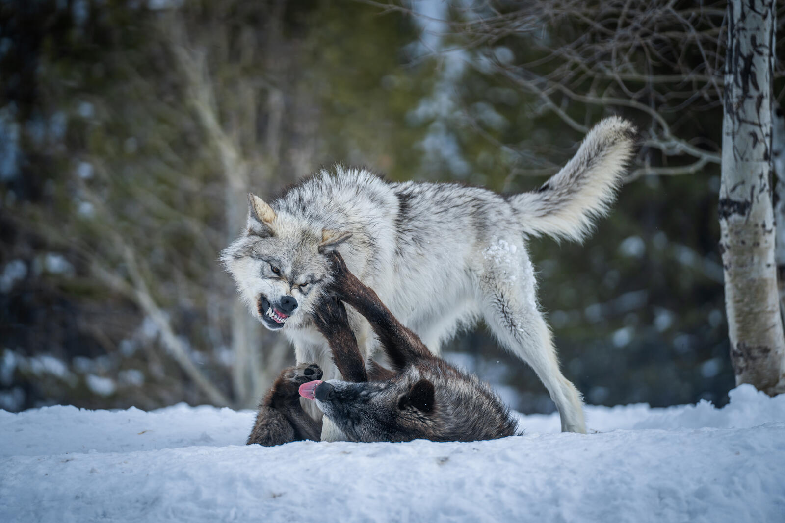 Обои животное волк борьба на рабочий стол