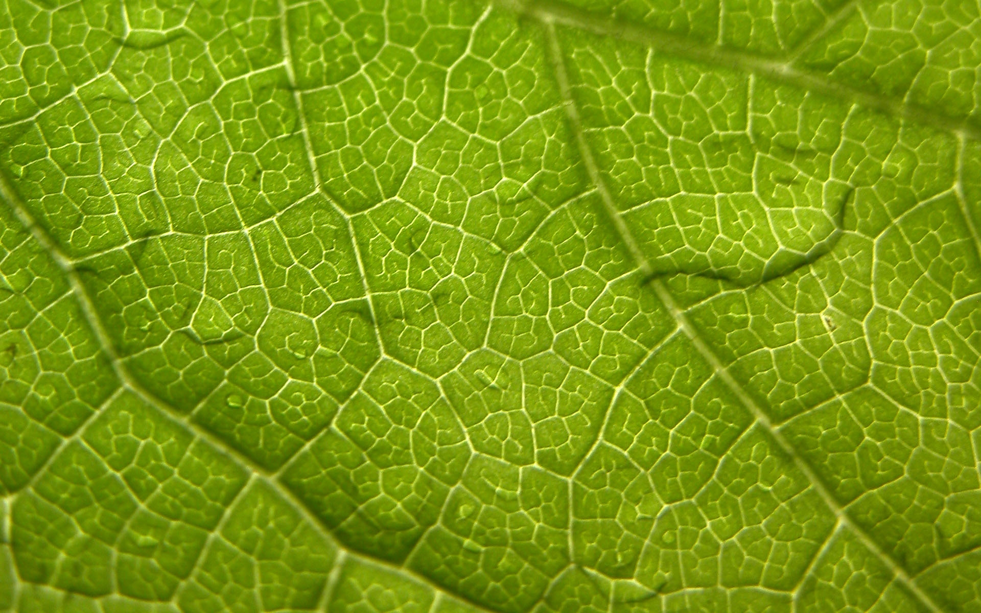 Wallpapers leaf veins surface on the desktop