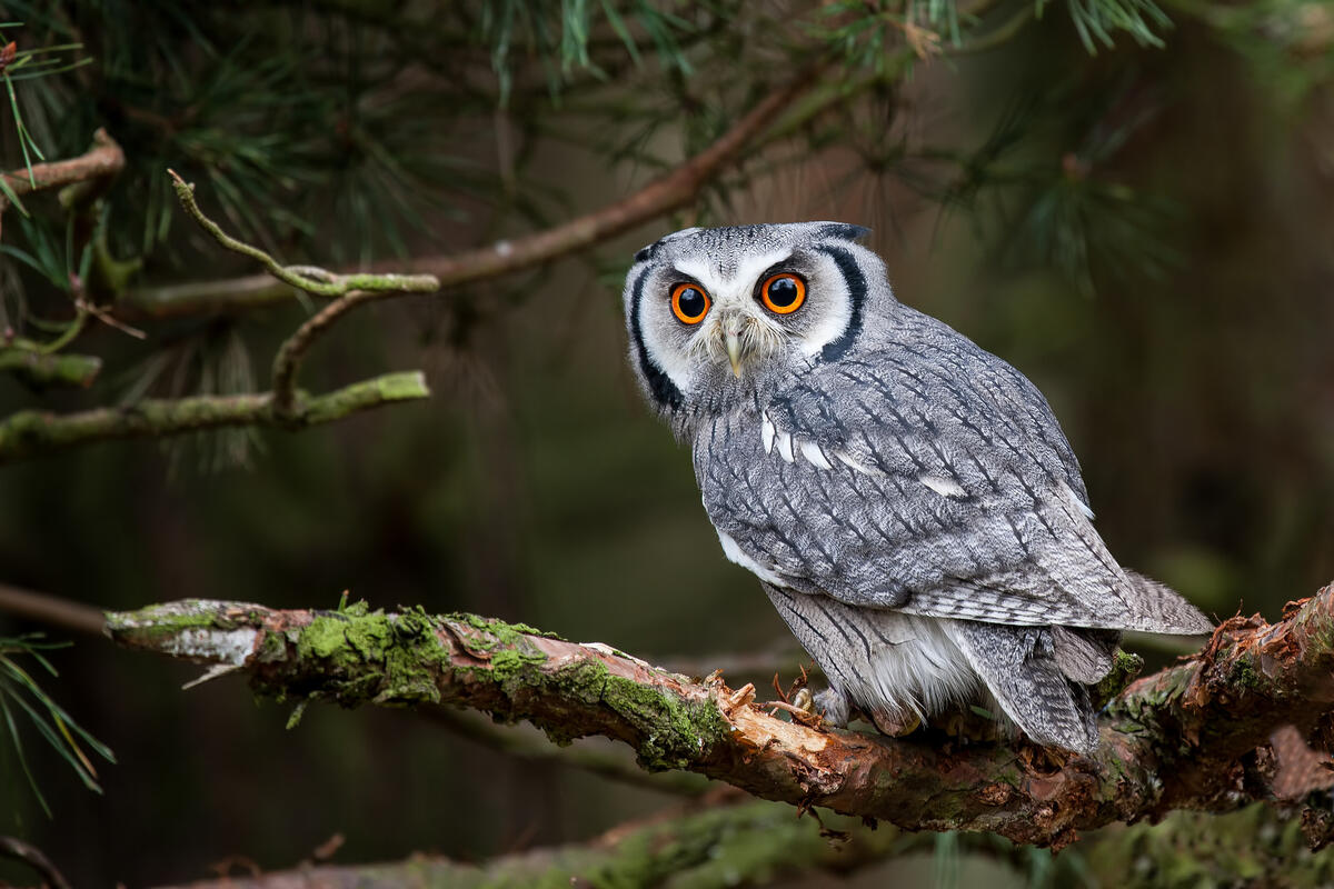 The owl`s predatory gaze