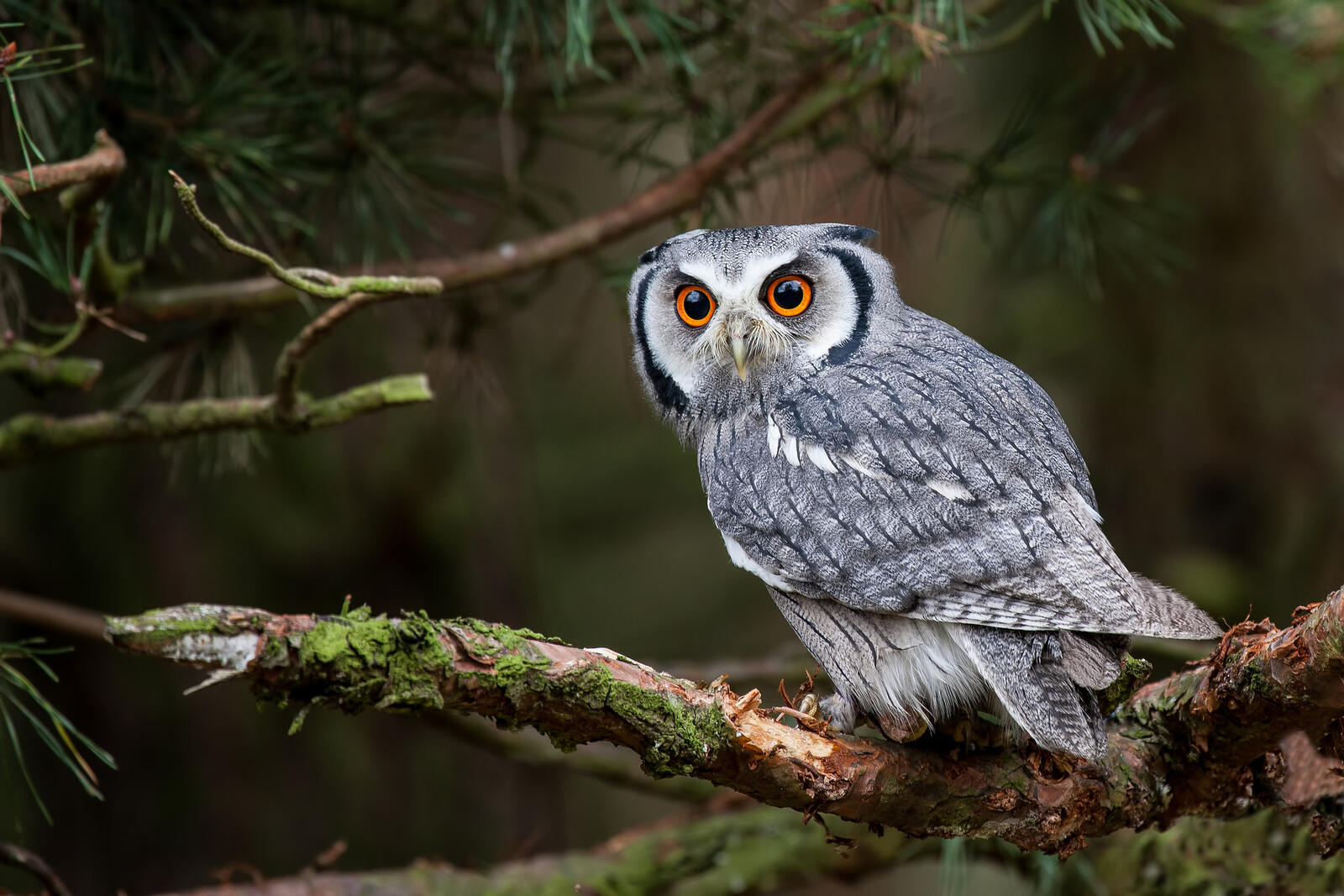 Free photo The owl`s predatory gaze