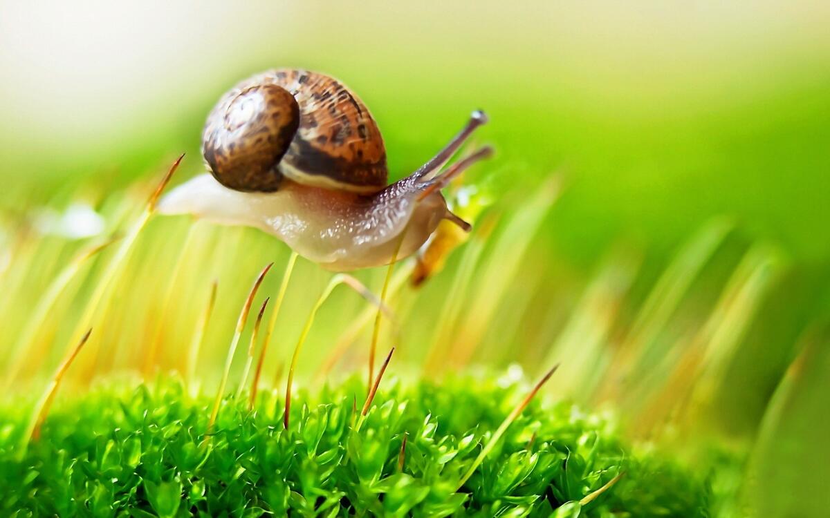 A snail crawls through the green moss.