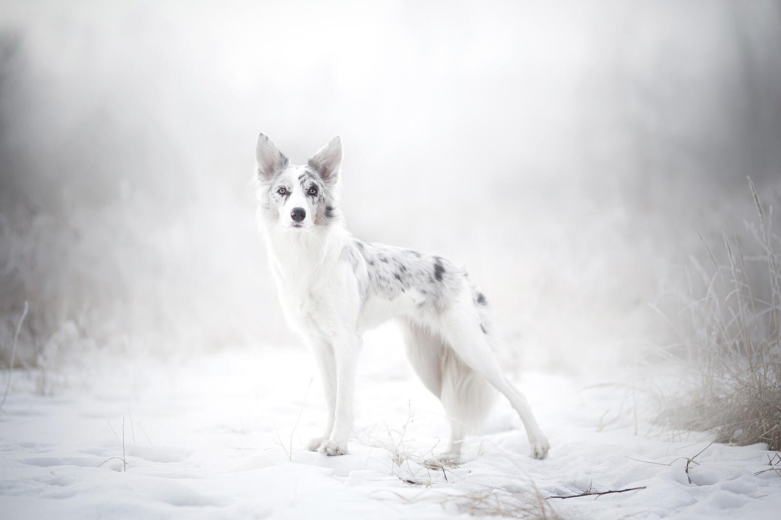 Wallpapers wallpaper white dog majestic snow on the desktop