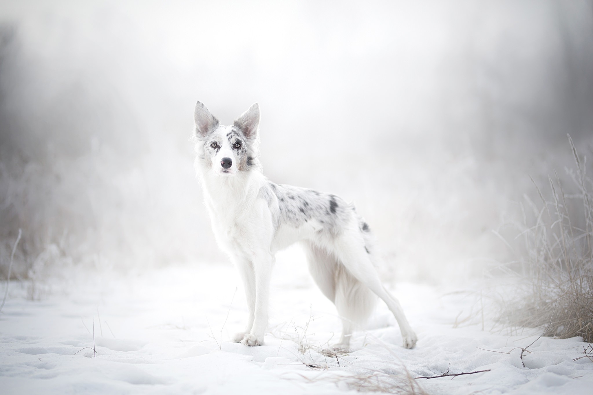 Фото бесплатно обои белая собака, величественная, снег