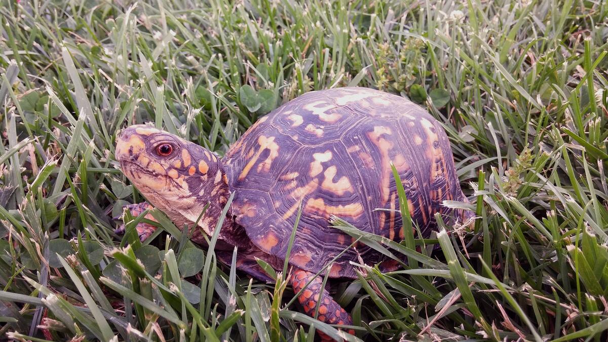 A land tortoise in tall grass.
