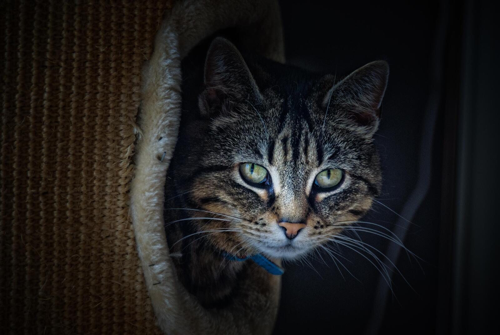 Бесплатное фото Кот выглядывает из-за шторы