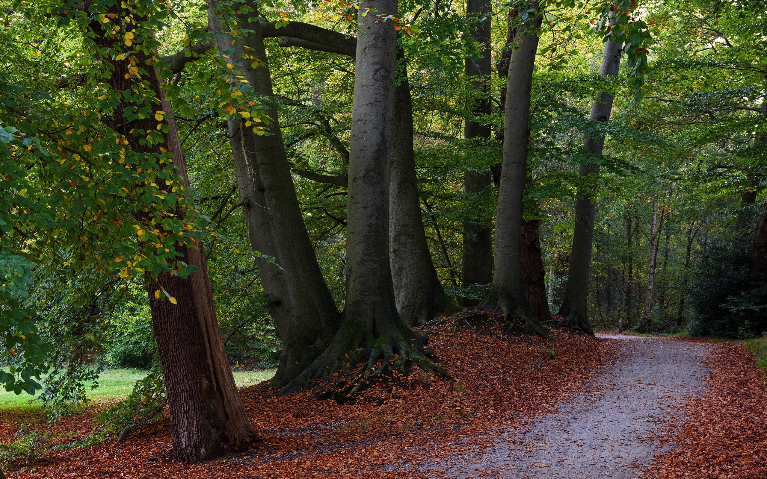 Пешеходная дорожка в лесу усыпанная листьями