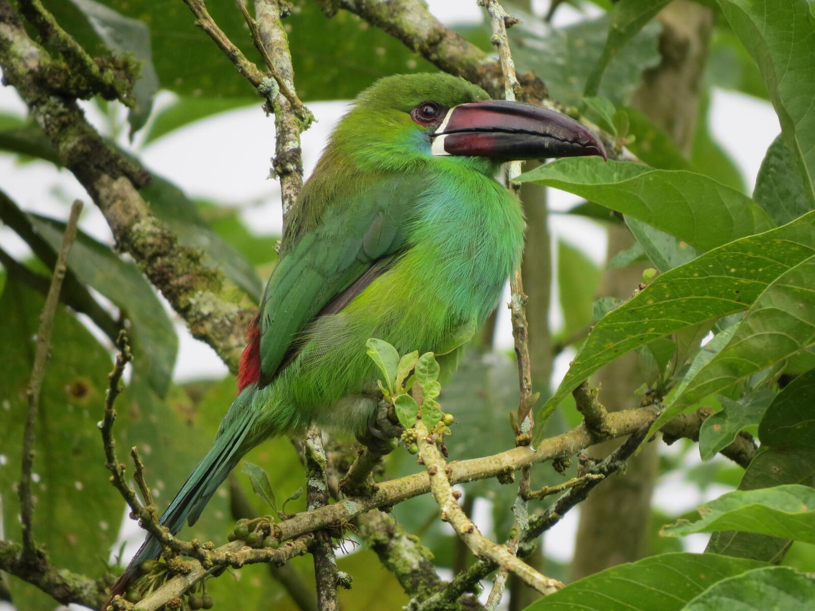 Wallpapers Emerald will toucanet Aulacorhynchus prasinus bird on branch on the desktop