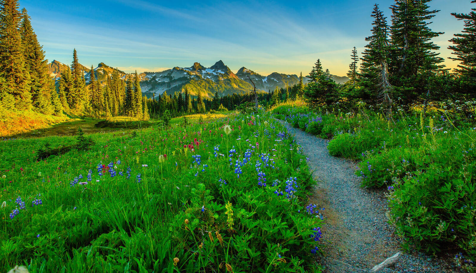 Wallpapers Mount Rainier National Park Washington Alpine meadow on the desktop