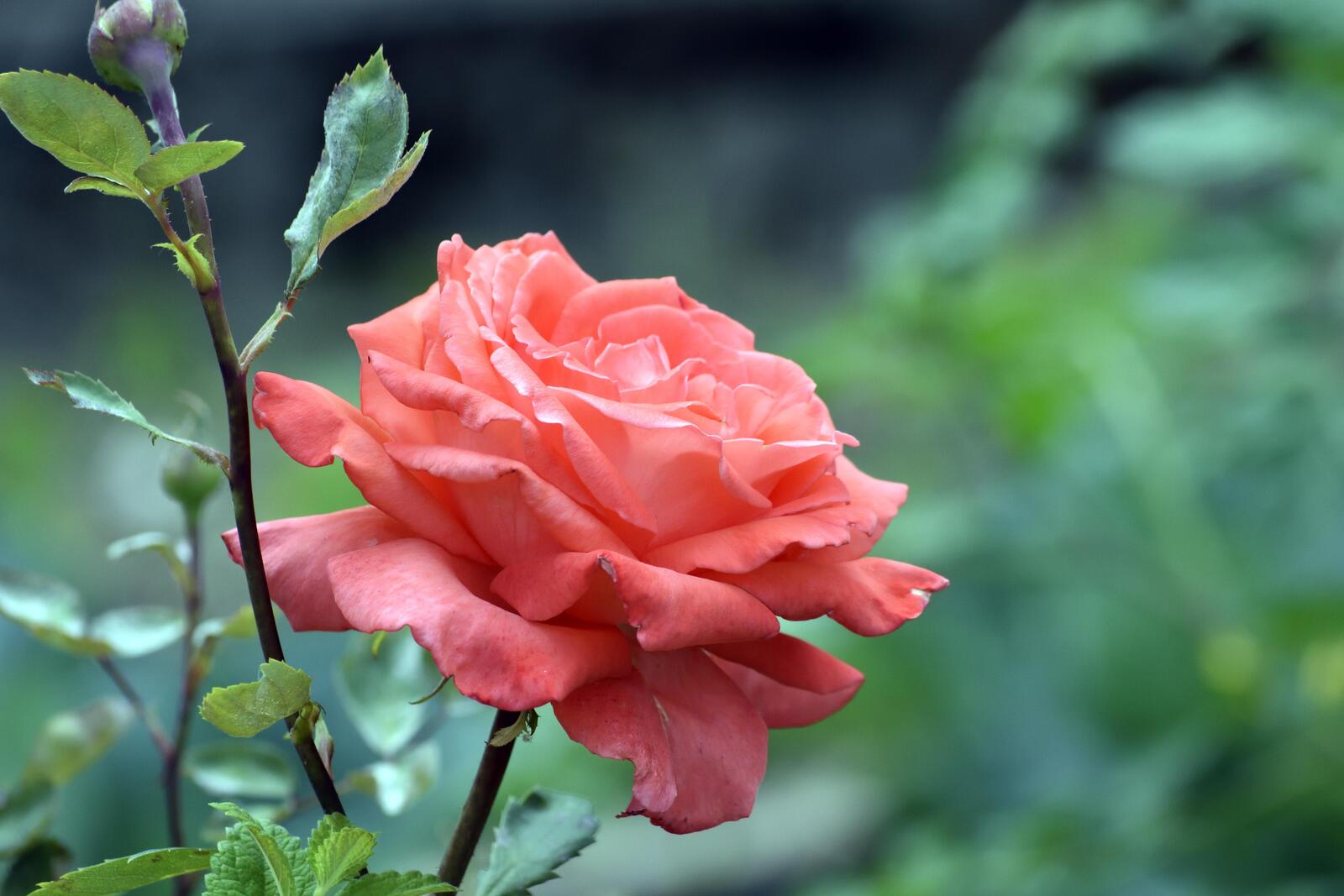 Обои цветочная композиция роза красиво на рабочий стол