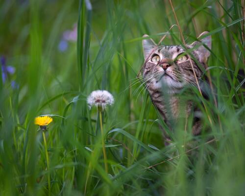 Домашний кот в зеленой траве