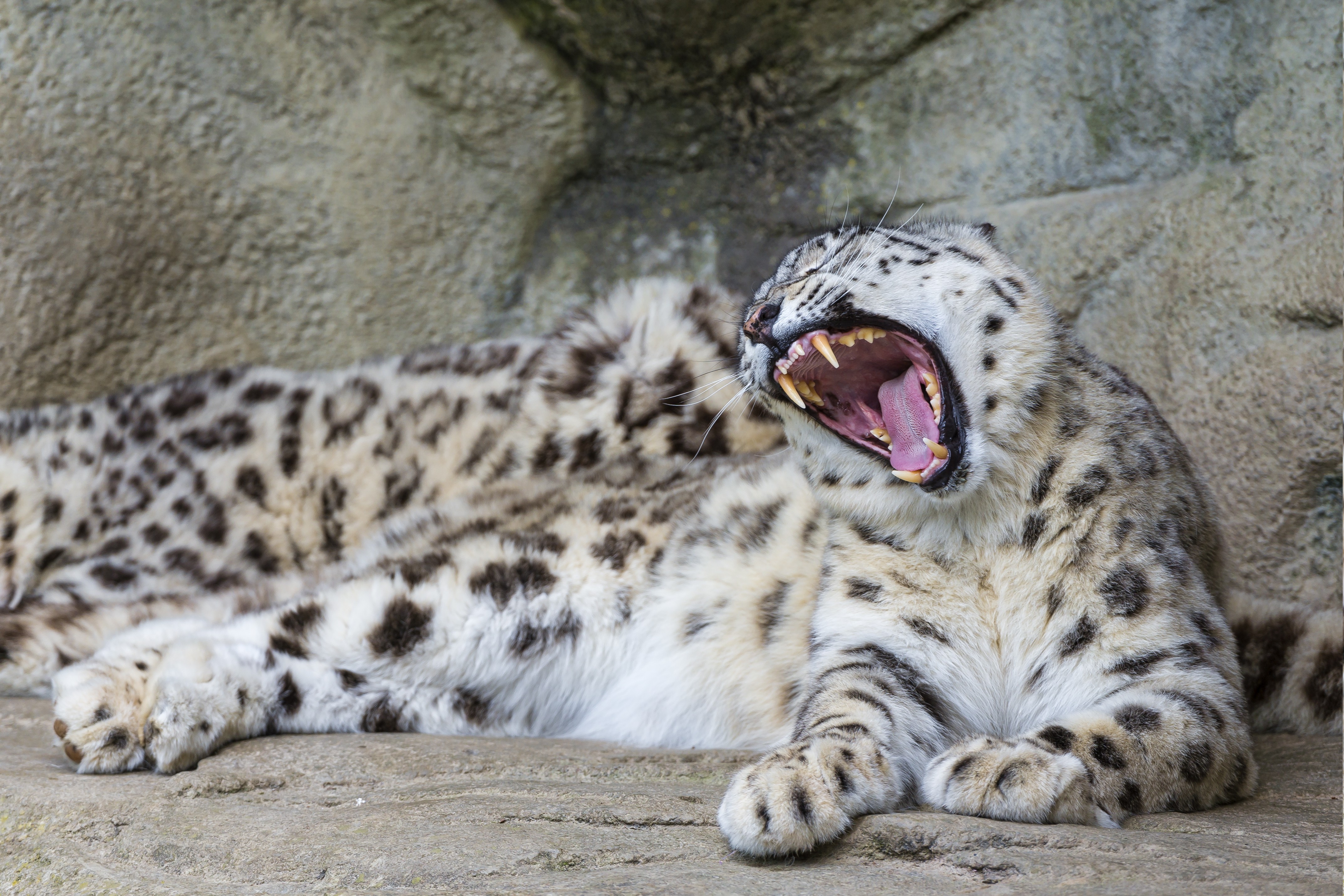 Wallpapers big cats snow leopard nature on the desktop