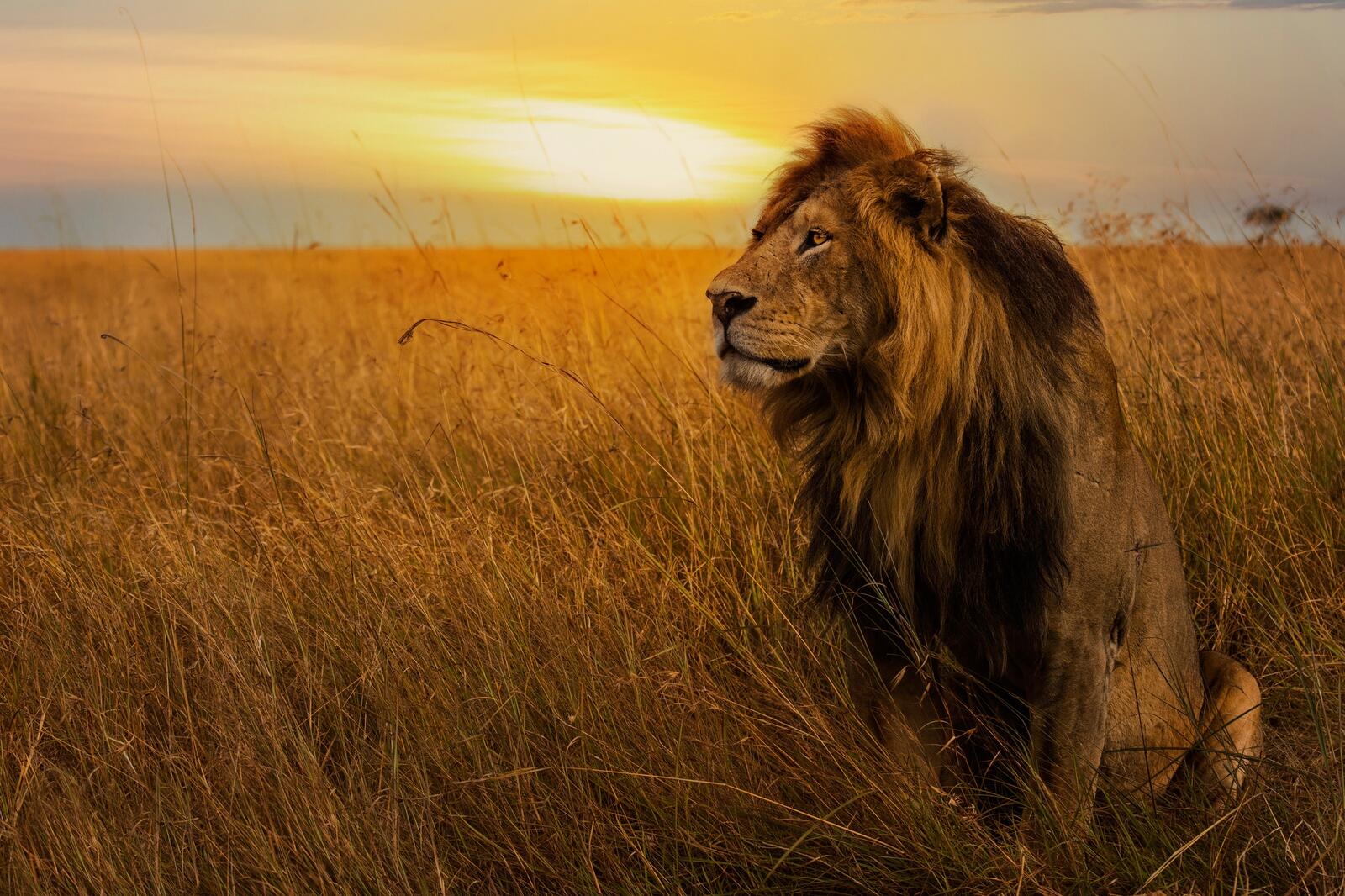 Wallpapers lion Africa stately on the desktop
