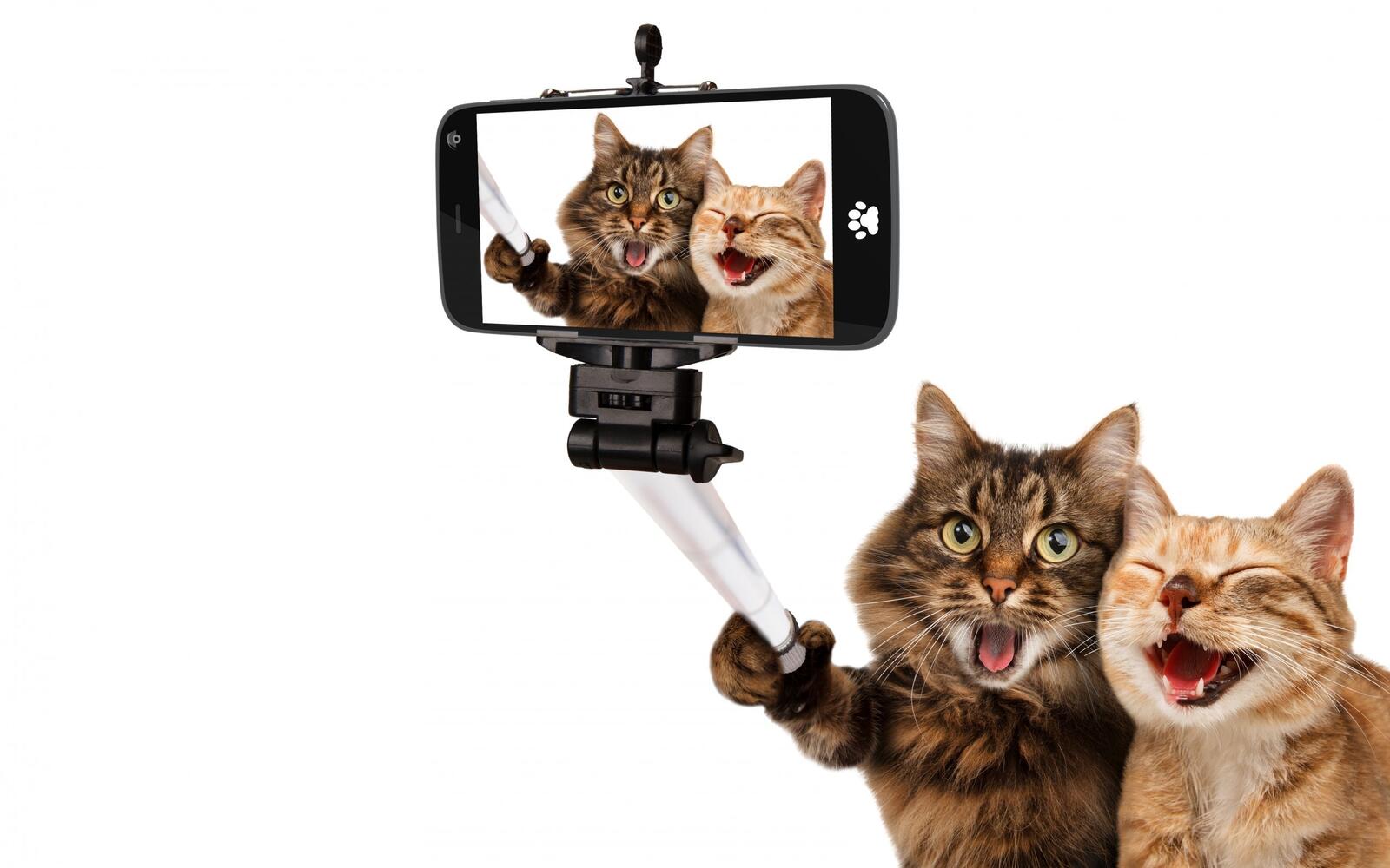Wallpapers open mouth pose cat selfies on the desktop
