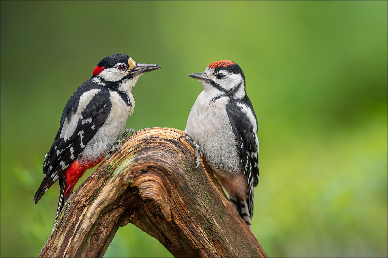 Wallpapers birds woodpecker woodpeckers on the desktop