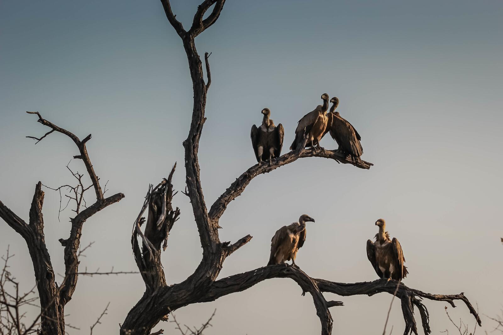 Wallpapers perching bird vulture fauna on the desktop