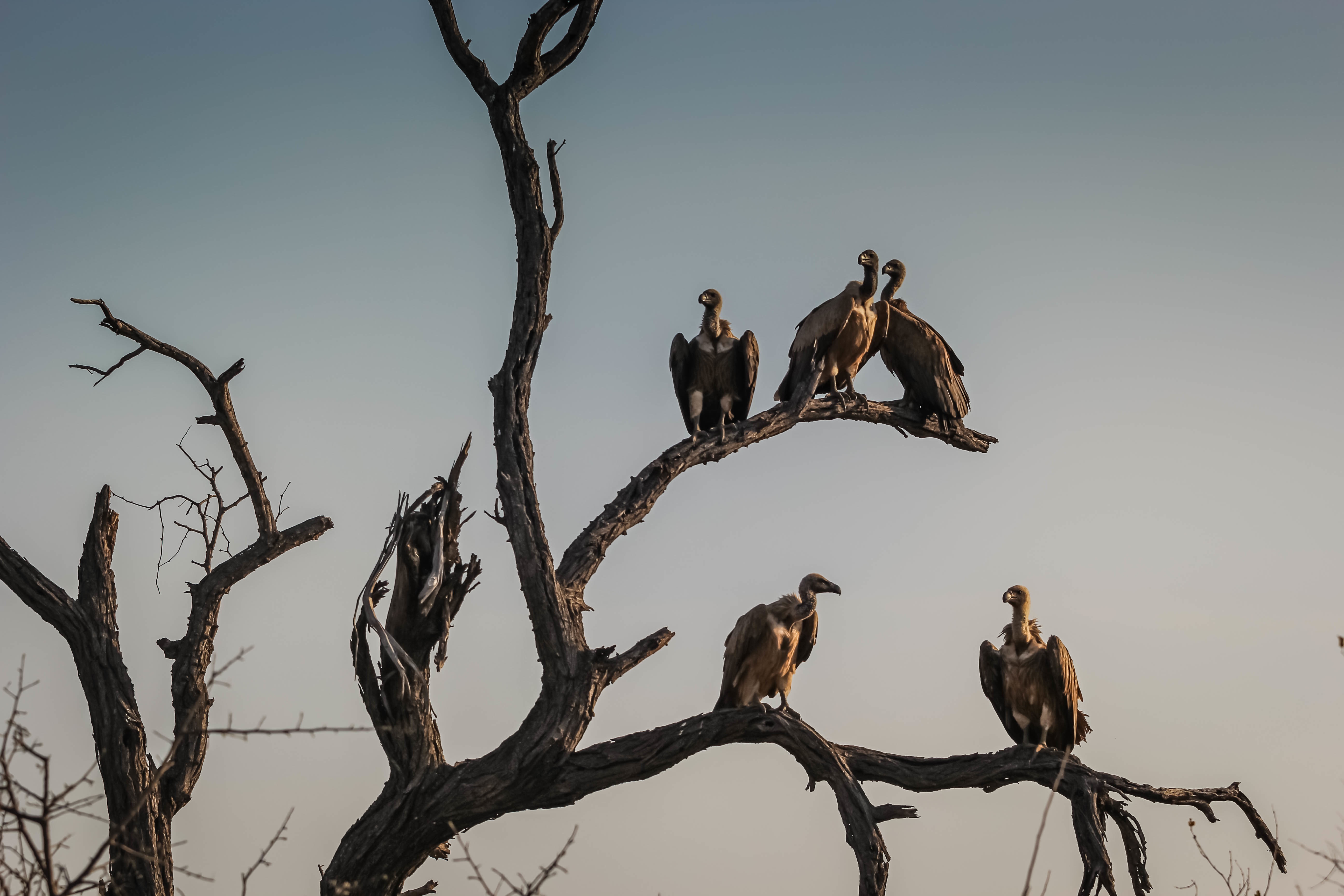 Wallpapers perching bird vulture fauna on the desktop