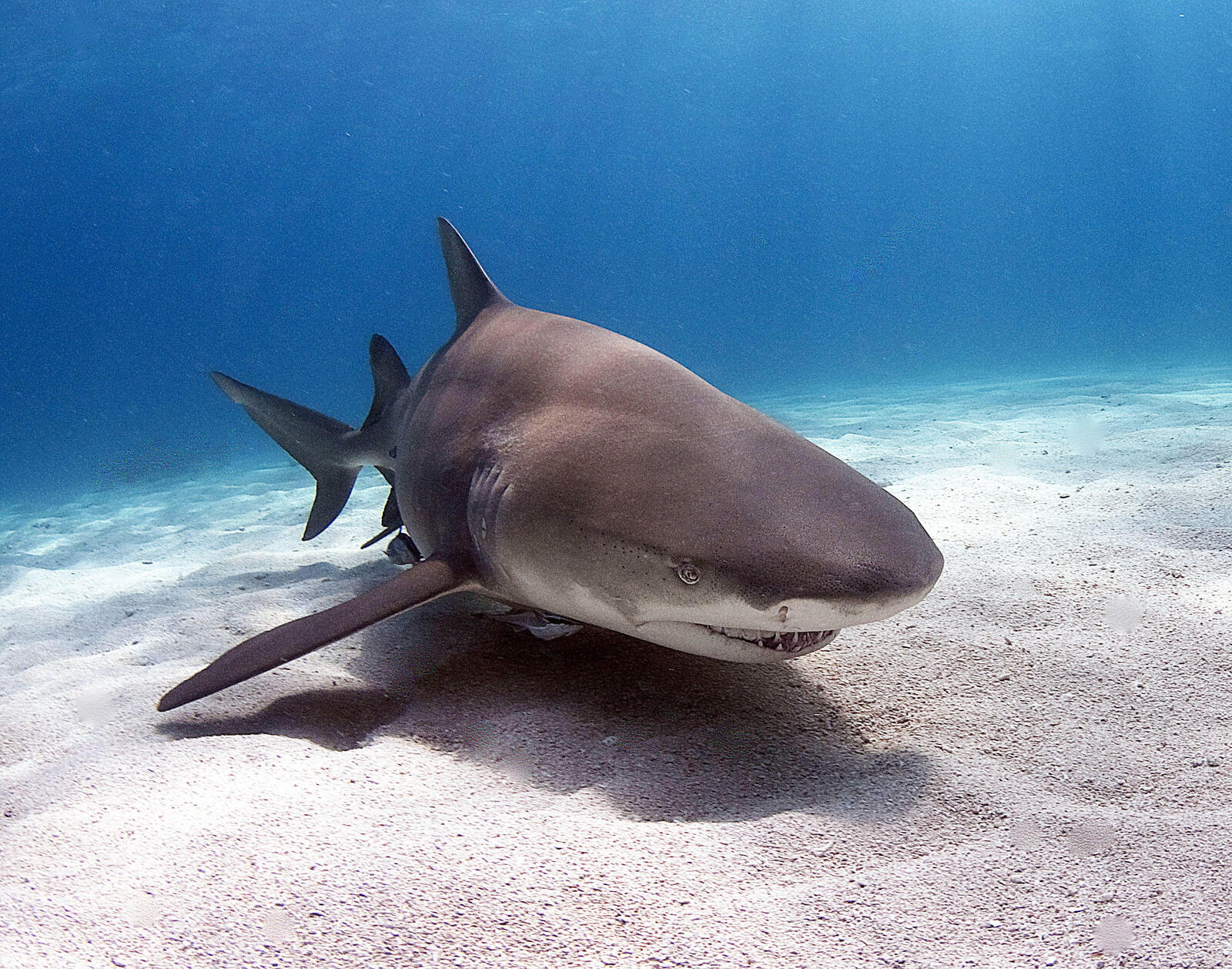 免费照片从fonwall网站下载鲨鱼照片