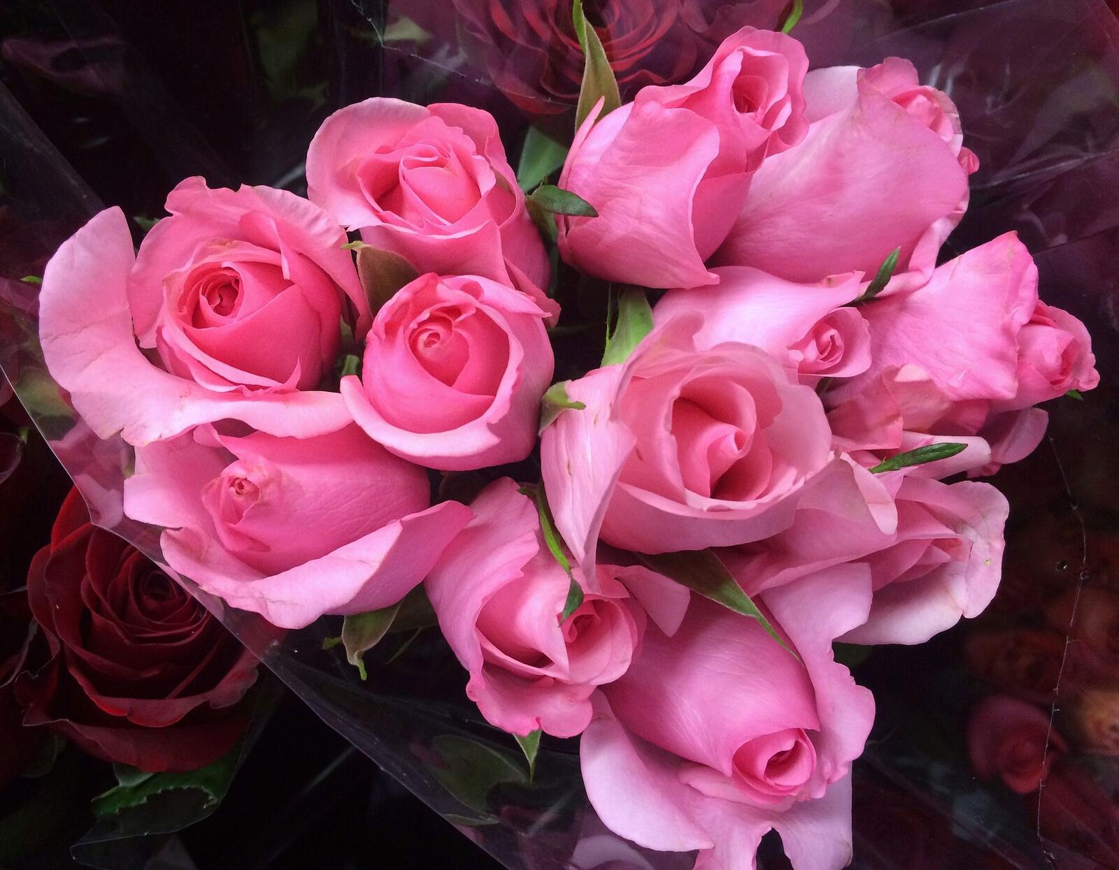 Обои цветы красивые розы розовый букет на рабочий стол
