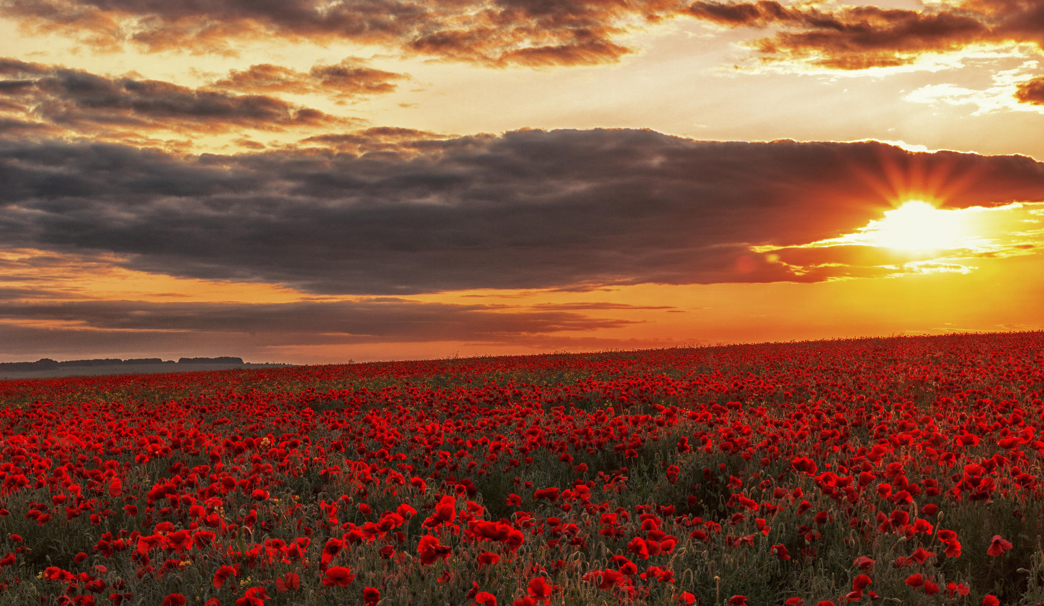 Free photo Download photo of poppies, flowers