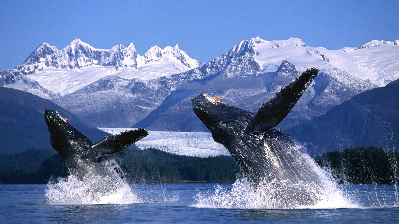 Wallpapers whale mammal pozvonochnye on the desktop