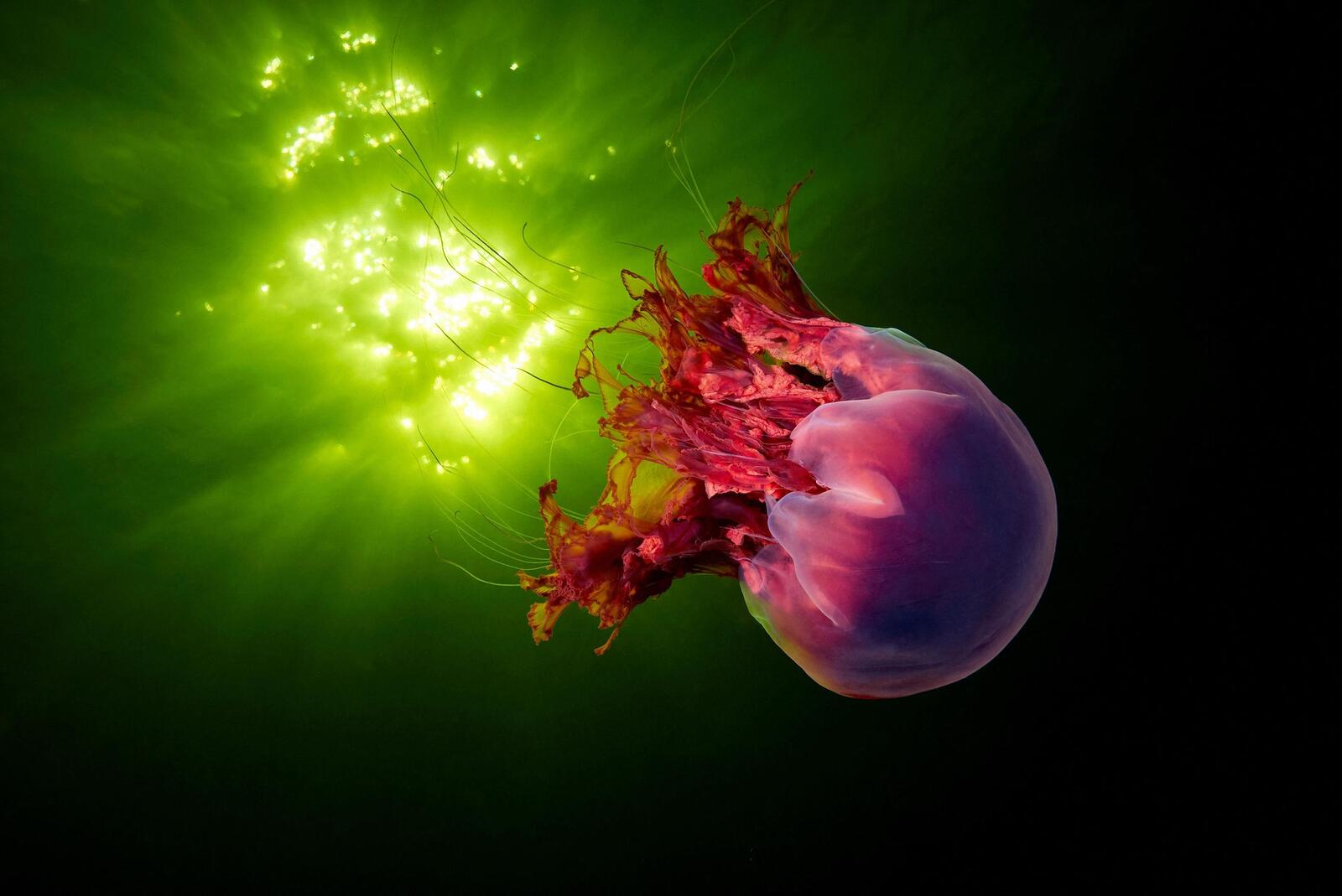 Обои медуза подводный мир море на рабочий стол