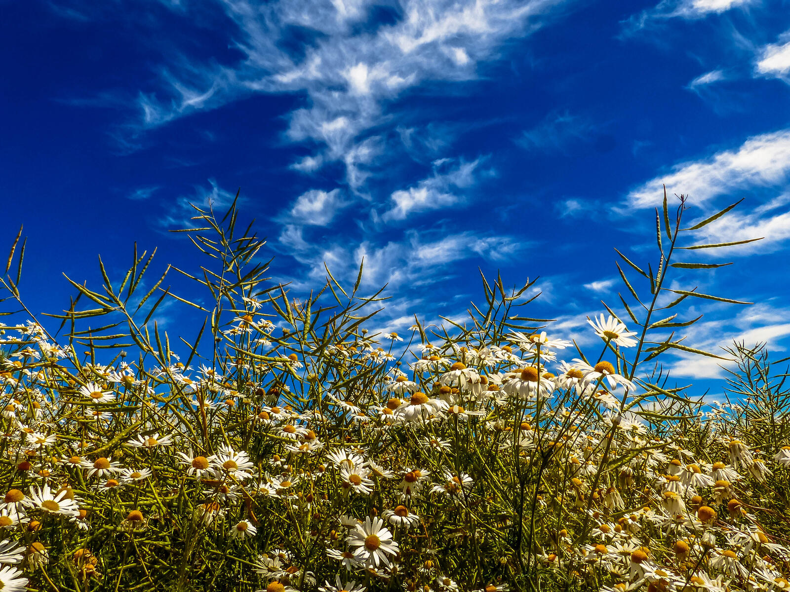 Wallpapers sky clouds daisies on the desktop