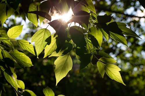 Солнце и листья