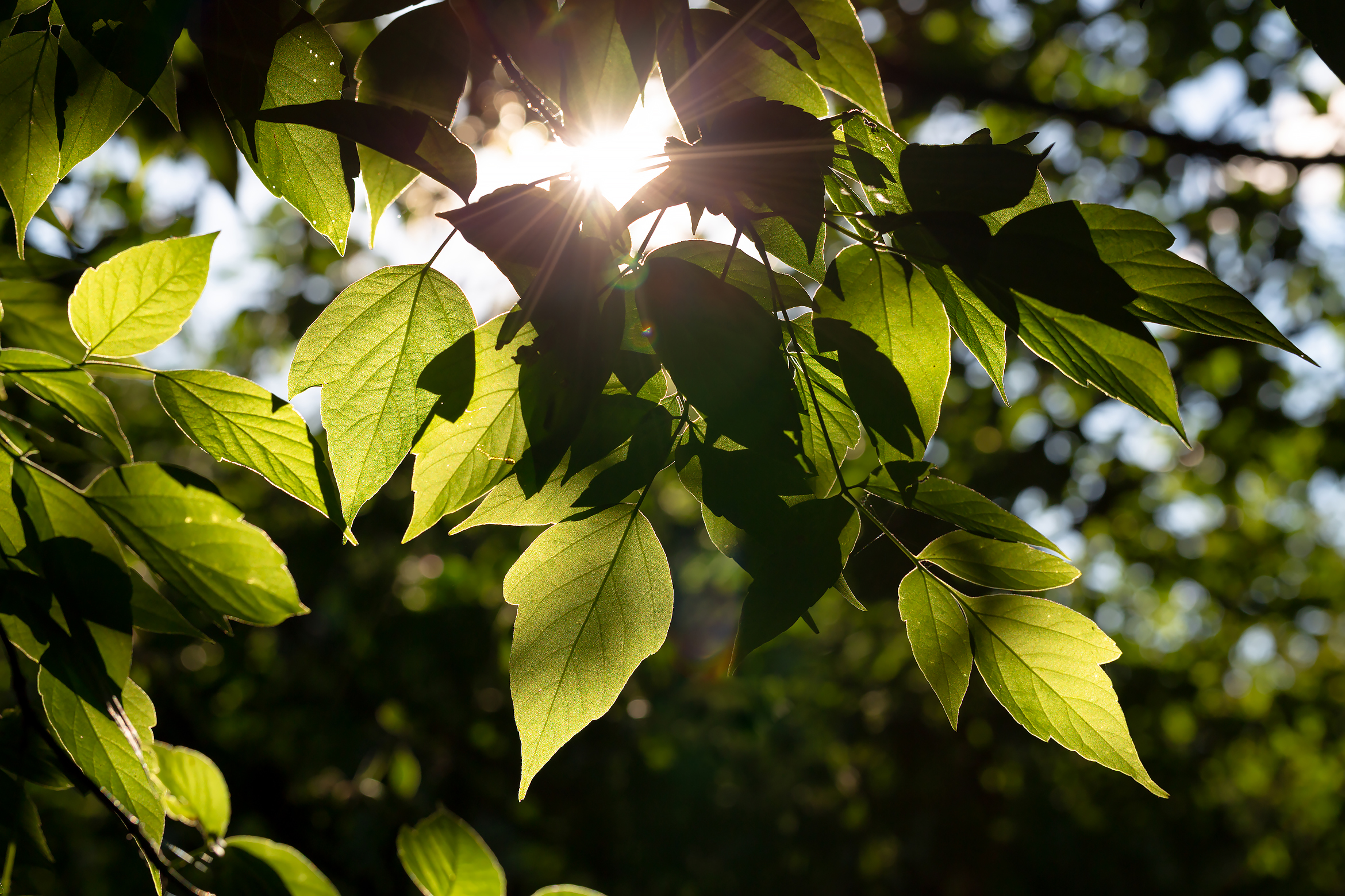Бесплатное фото Солнце и листья