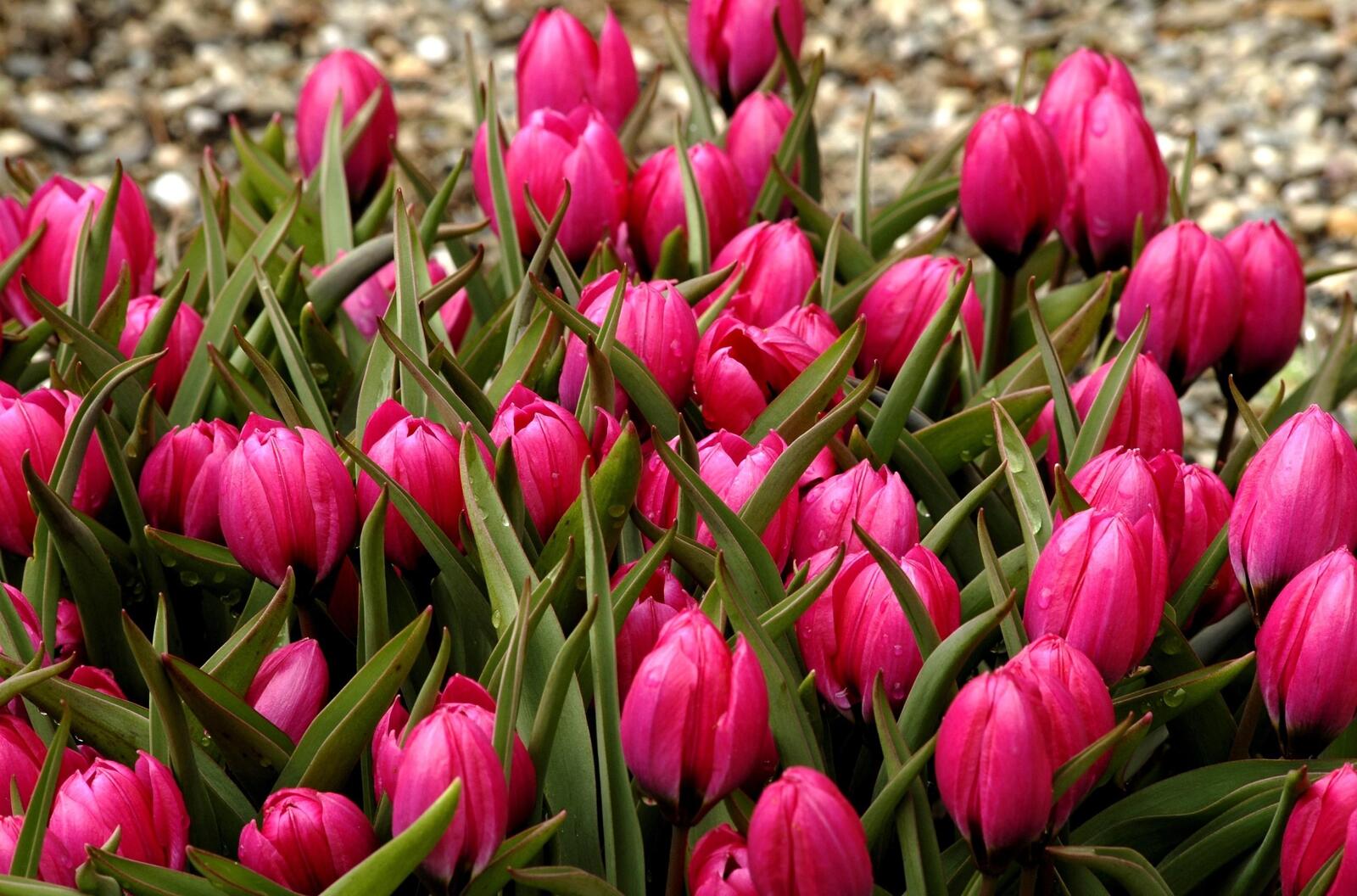 Бесплатное фото Большой куст с розовыми тюльпанами