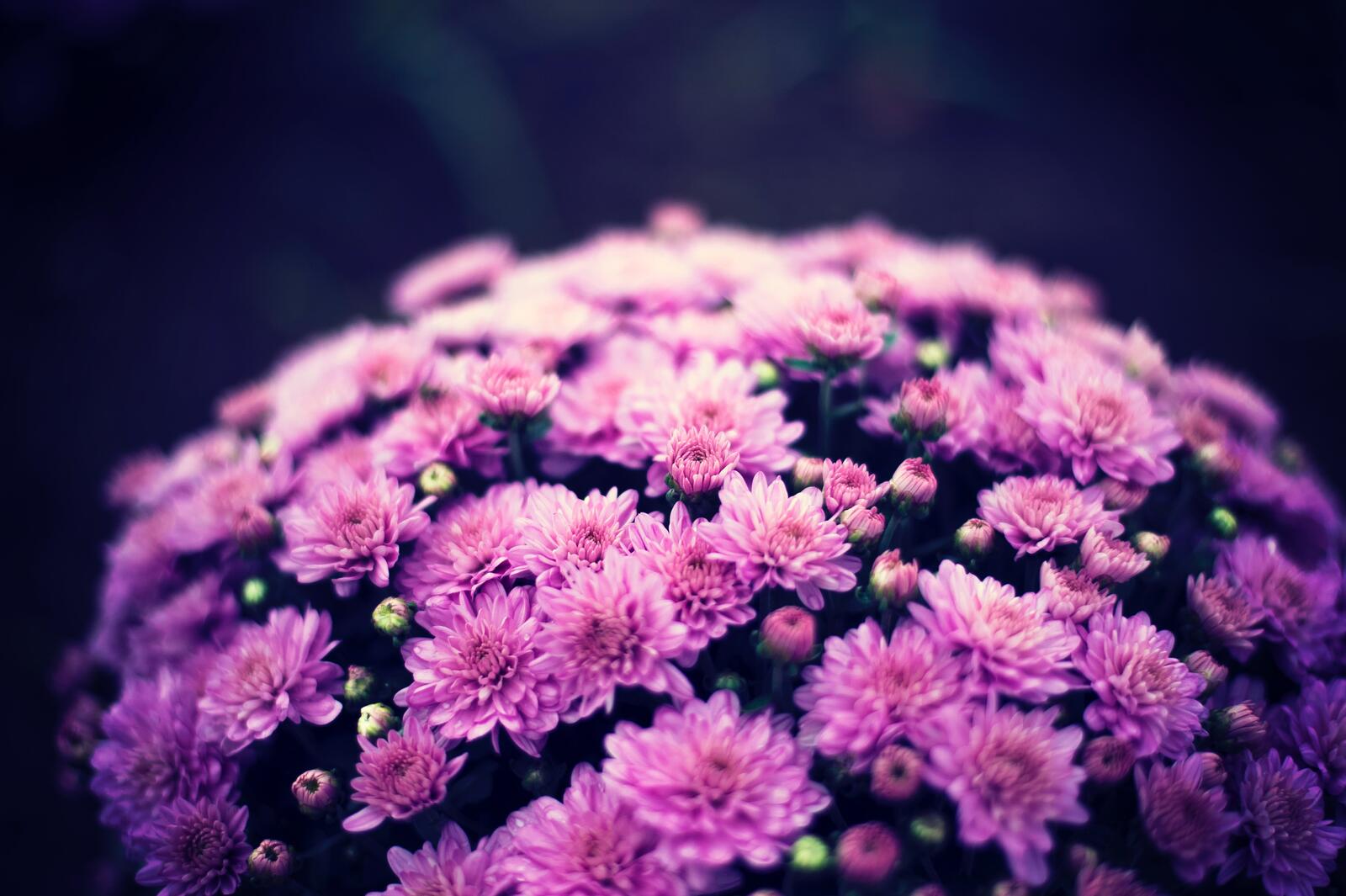 Free photo A bouquet of pink chrysanthemums