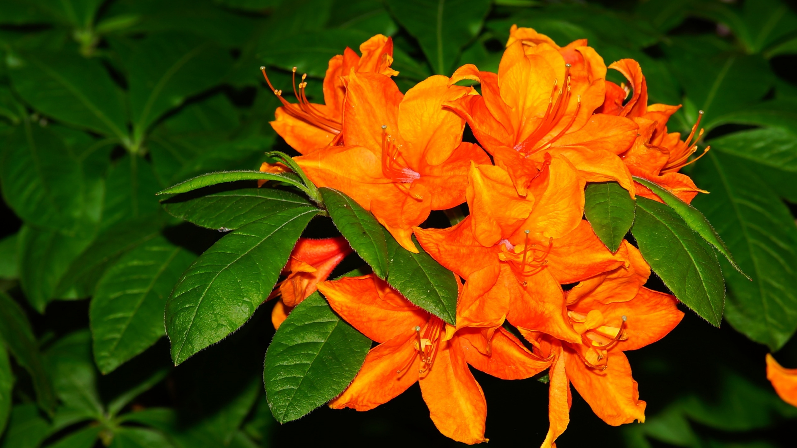 Фото бесплатно обои оранжевые цветы, листья, близко