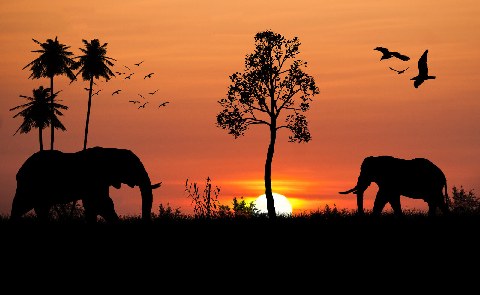 Wallpapers sunset silhouettes elephant on the desktop