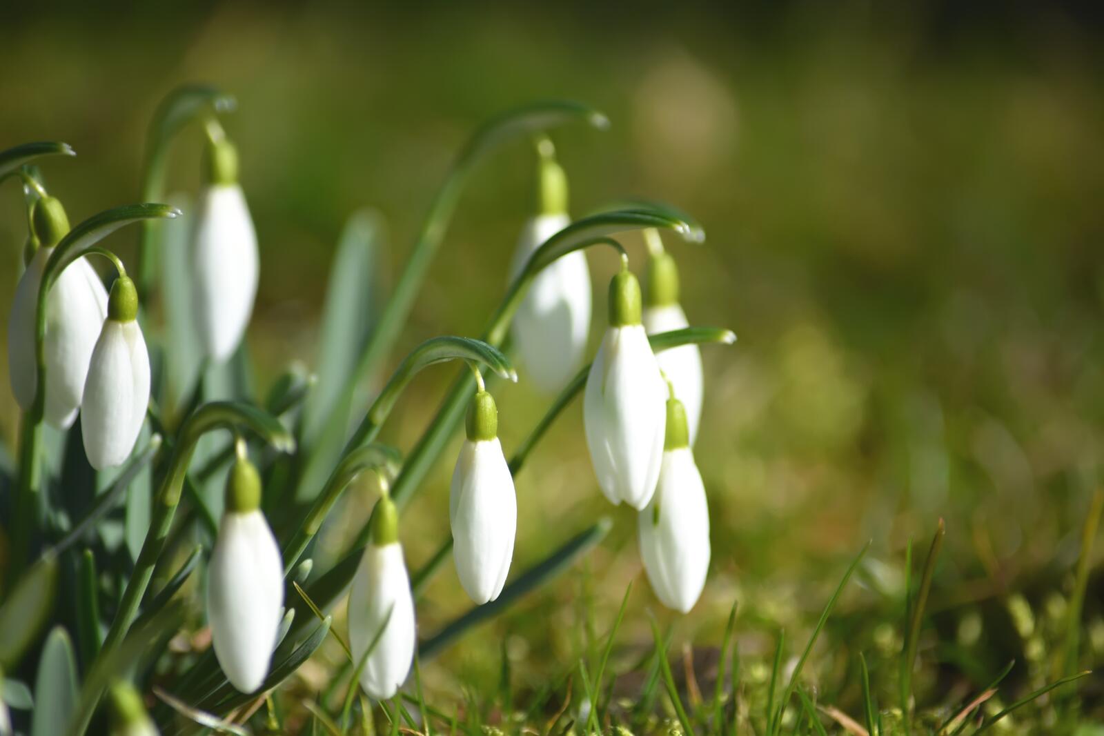 Wallpapers flowers white snowdrops on the desktop