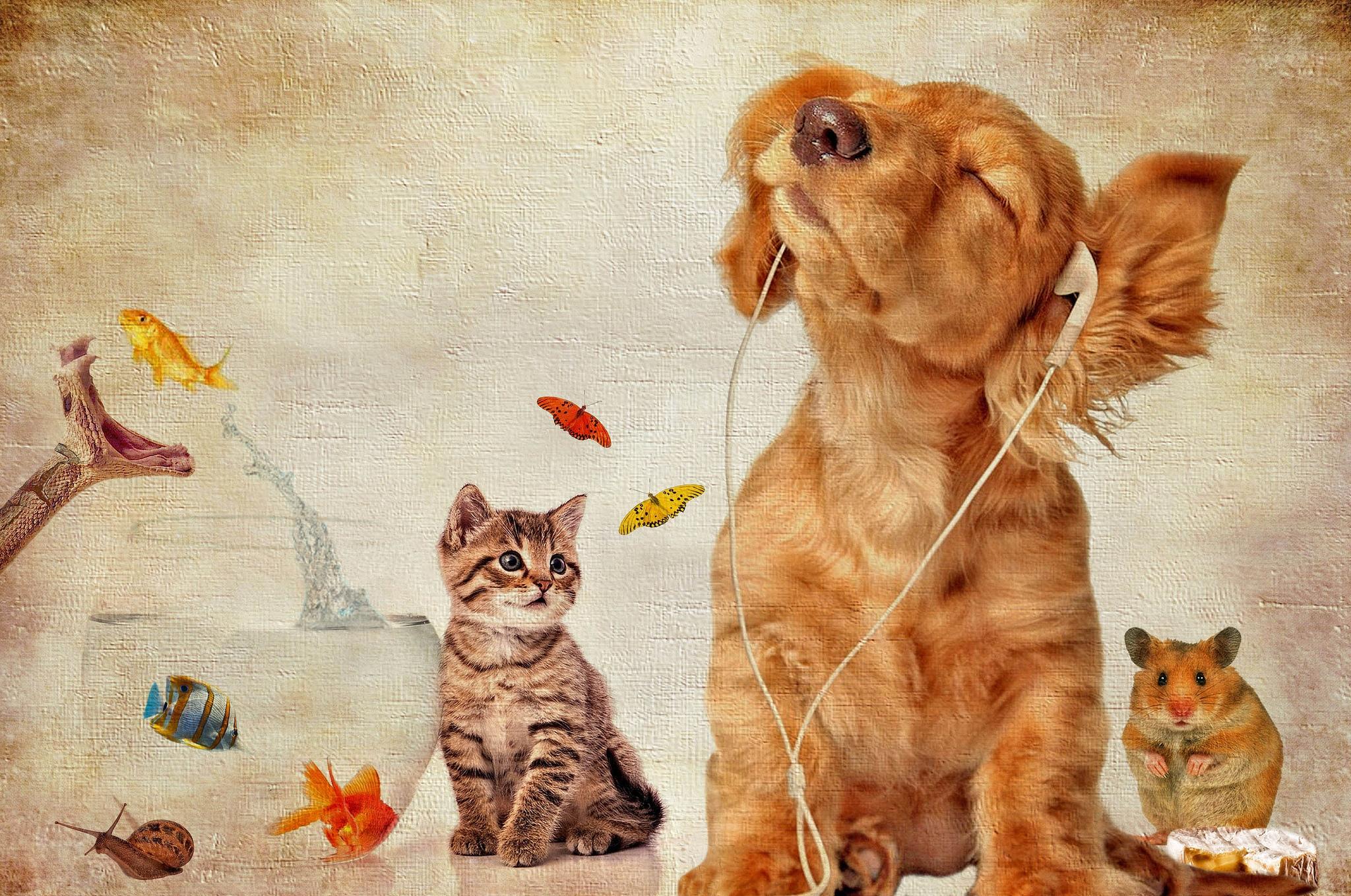 Cat in a dogs world. Собачки и кошечки. Картина кошки и собаки. Кошка и собака обои. Кошки и собаки в живописи.