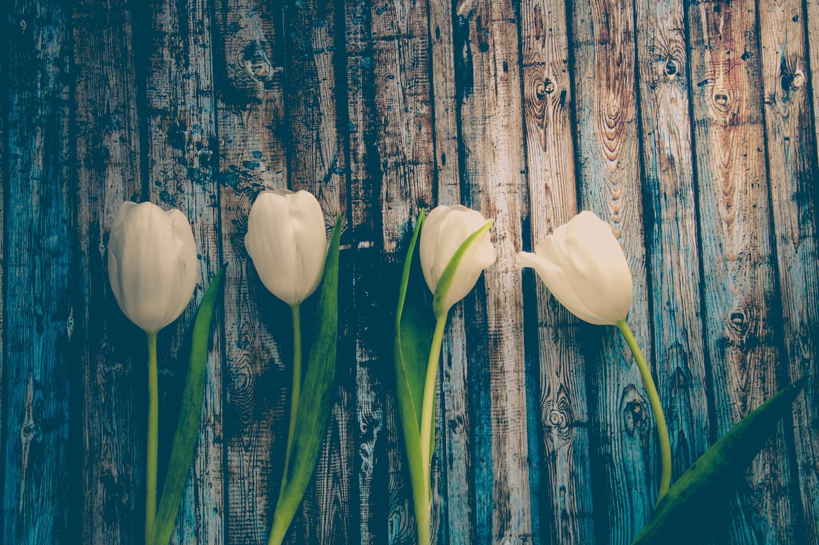 Обои белые тюльпаны дерево стебель на рабочий стол