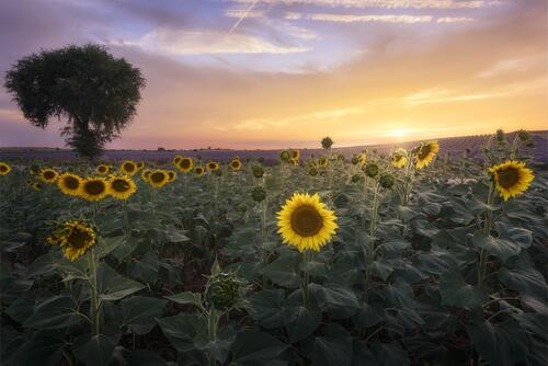 Screensaver sunset, field, flowers free download