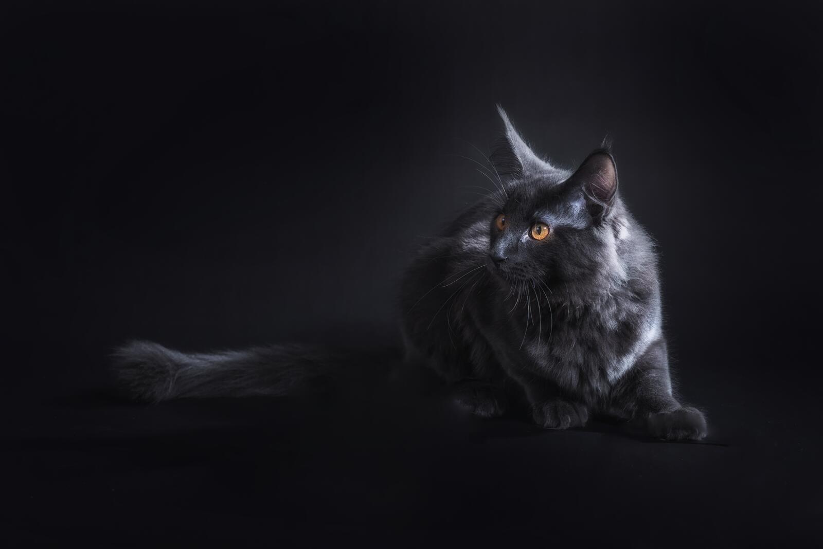 Wallpapers animals black black cat on the desktop