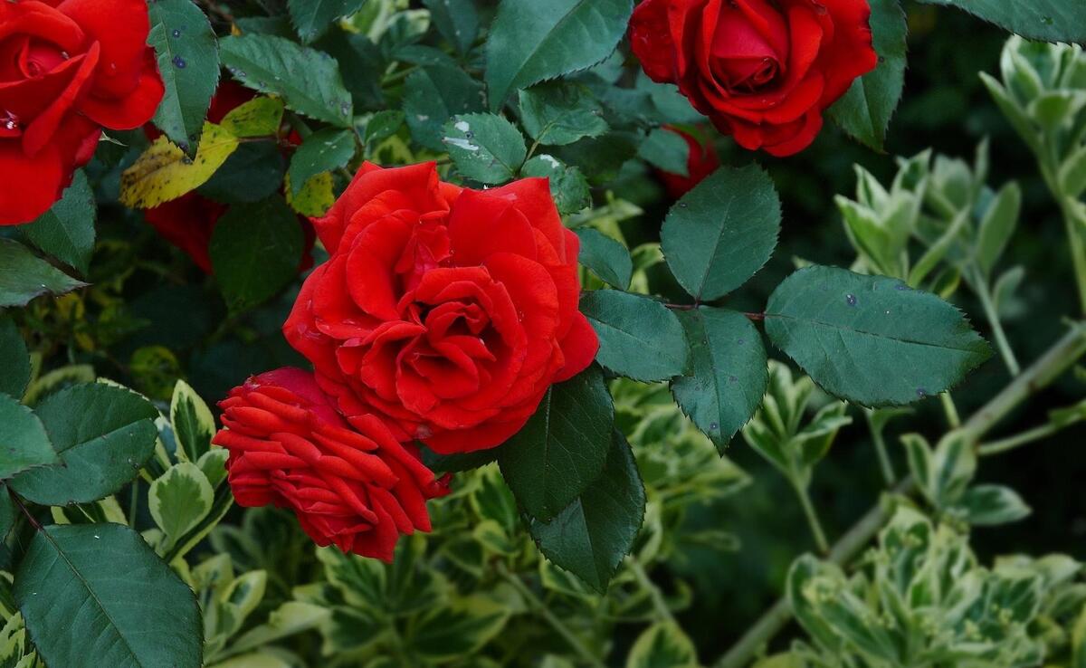 Красные розы на кусте