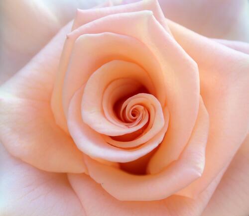 Роза нежного цвета