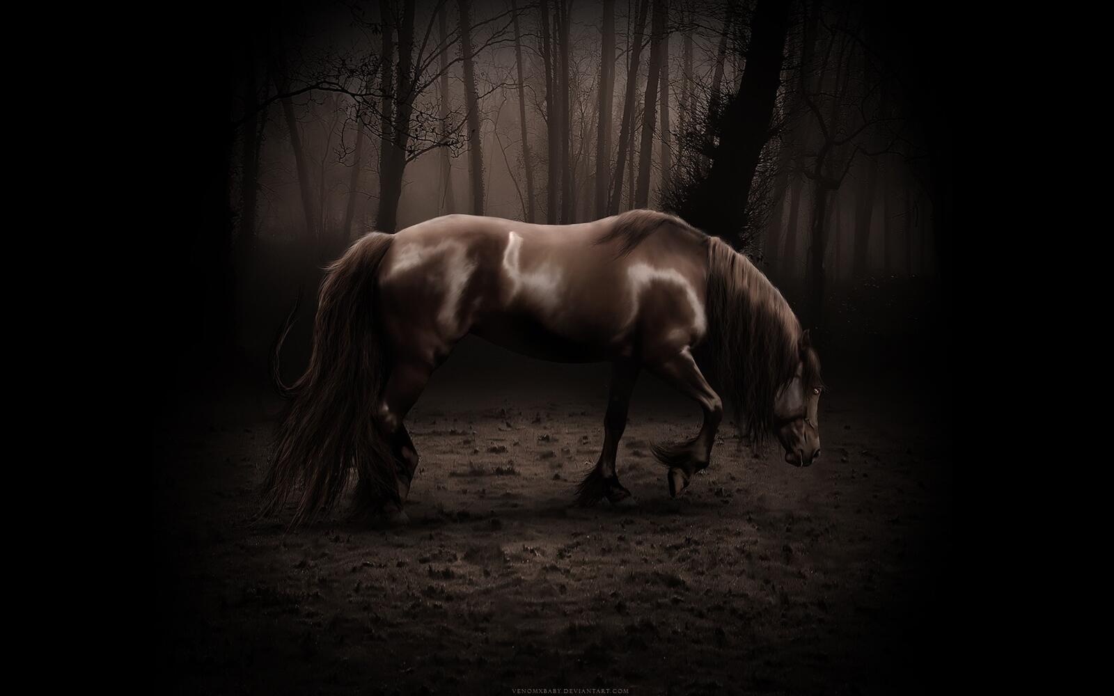 Wallpapers horse shadow forest on the desktop