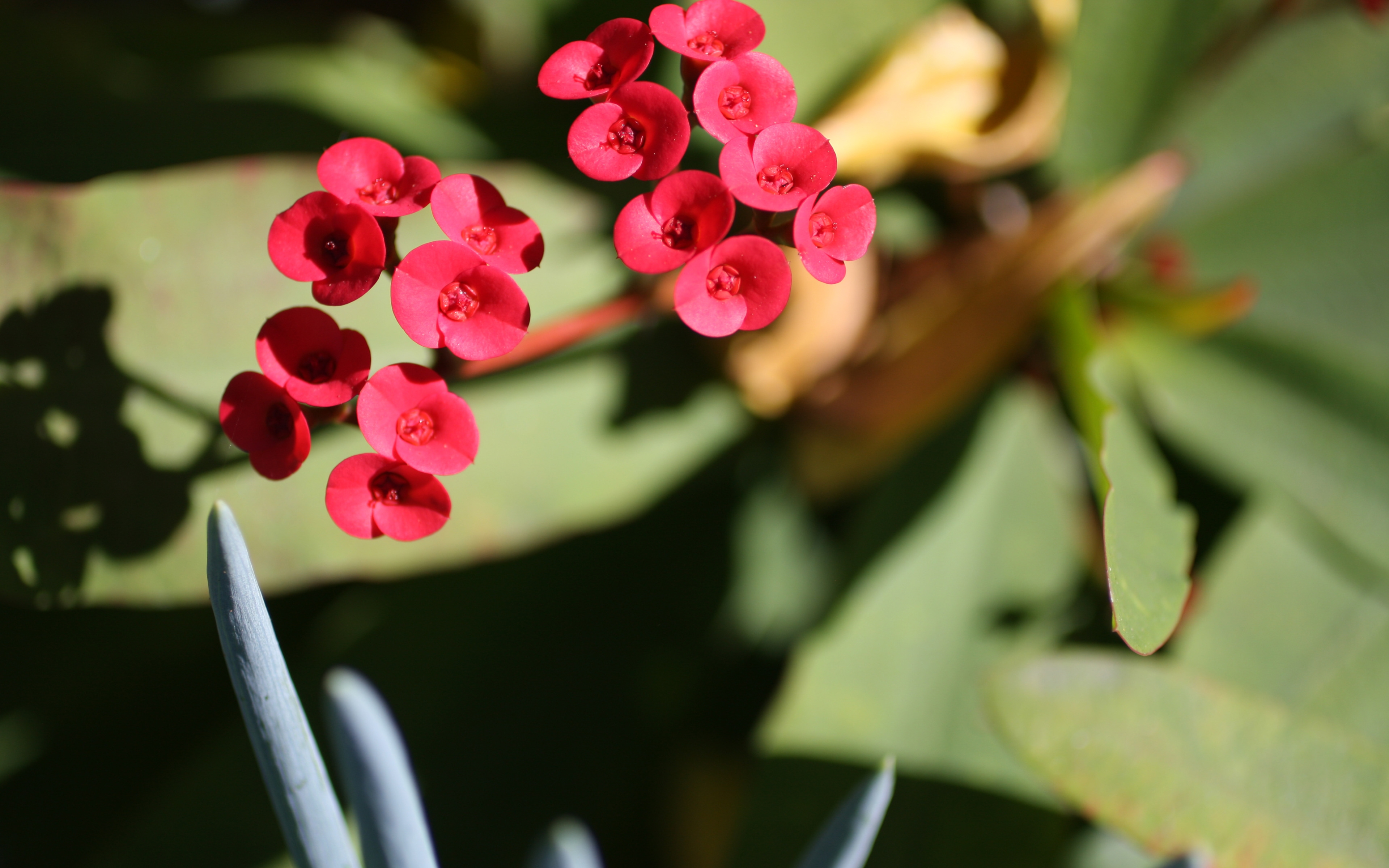 Фото бесплатно наземное растение, красный, растение