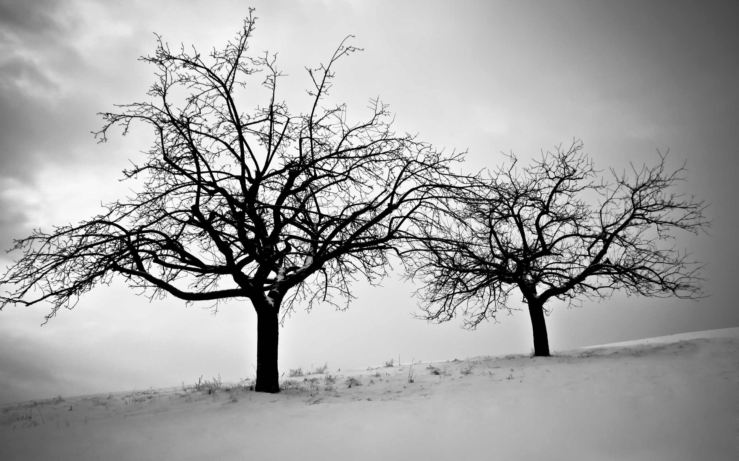 Обои ветви обои одинокие деревья снег на рабочий стол