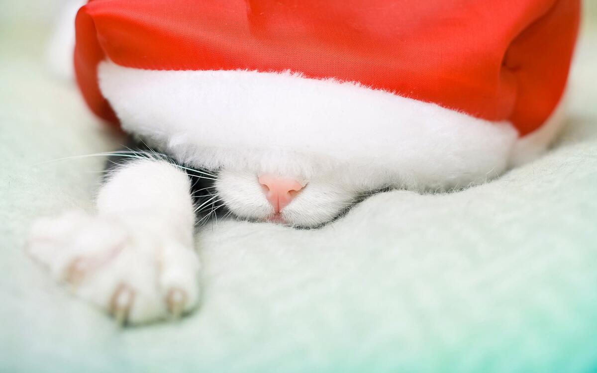 Котенок в новогодней шапке