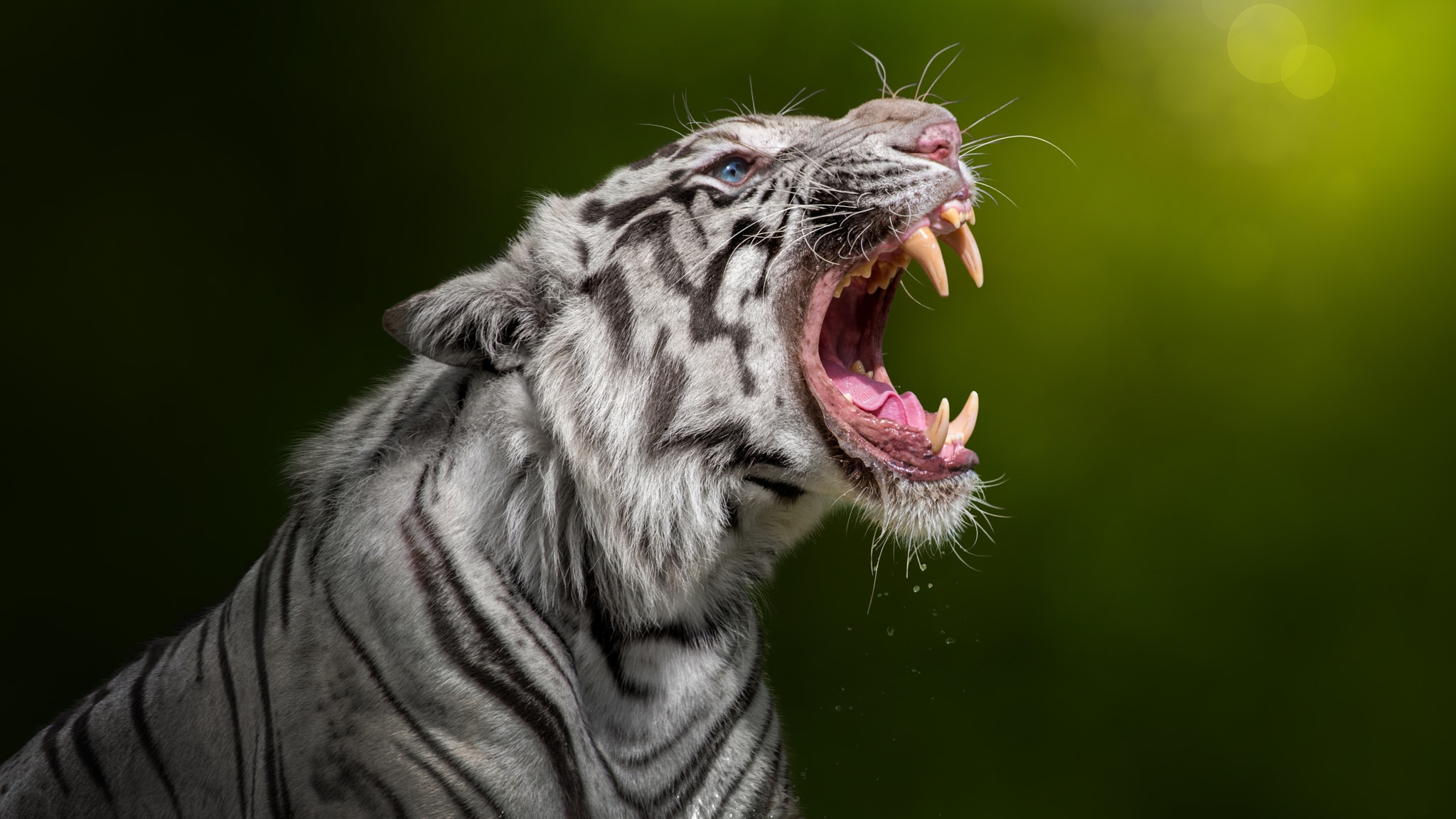 Wallpapers white tiger predator jaws on the desktop